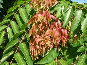 Tree of Heaven takes root in places where other trees wouldn't have a chance.