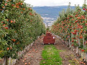 B.C. farmers are grateful for an extra $70 million to replant orchards and vineyards damaged by a series of extreme weather events, but say more needs to be done in the face of climate change.