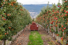 B.C. farmers are grateful for an extra $70 million to replant orchards and vineyards damaged by a series of extreme weather events, but say more needs to be done in the face of climate change.
