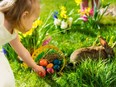 File photo of a girl girl hunting for Easter eggs. Getty stock.