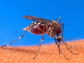 Dengue fever, which is carried by mosquitoes.