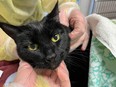 One of 20 cats taken in by the B.C. SPCA after an investigation by animal protection officers.