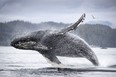 Corporal, one of only 29 Humpback whales known to have learned to “trap feed” seen off the coast of Vancouver Island in Planet Earth III.