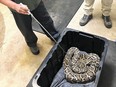 Conservation officers seized a nearly three-metre-long Burmese python from a Chilliwack home on Tuesday, March 26, 2024. The exotic alien species are among 1,200 that are illegal to possess in the province.