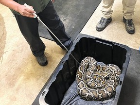 Conservation officers seized a nearly three-metre-long Burmese python from a Chilliwack home on Tuesday, March 26, 2024. The exotic alien species are among 1,200 that are illegal to possess in the province.