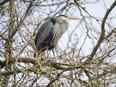 The Pacific great blue heron colony has returned to Stanley Park in Vancouver. This is the 24th consecutive year they've made the area near the tennis courts their nesting ground.