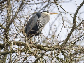 The Pacific great blue heron colony has returned to Stanley Park in Vancouver. This is the 24th consecutive year they've made the area near the tennis courts their nesting ground.