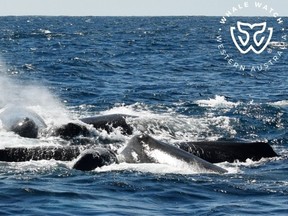 The sperm whales took up a defensive position before one of them released its bowels.