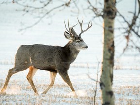 A mule deer buck forages for food as the sun rises near Dog Pound, north of Calgary, on Jan. 13.