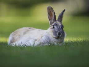 A feral rabbit lounges on the grass outside the Jericho Sailing Club in Vancouver in a file photo.