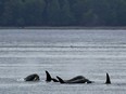 Intense efforts are underway to reunite an orca calf with its family pod after its mother was stranded and died in a tidal lagoon near the remote northern Vancouver Island village of Zeballos. A group of Bigg's killer whales swims together as seen from a Pacific Whale Watch Association vessel on May 4, 2022, near Whidbey Island in Washington state.