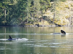 A dead killer whale and its calf are shown in a lagoon near Zeballos, B.C., in a handout photo. A marine scientist says a necropsy performed on female killer whale that died after being stranded in a lagoon with its two-year-old orca calf was pregnant.