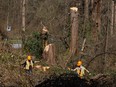 Crews were logging in Stanley Park on March 18, 2024.