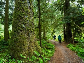 File photo: Old growth forest in the Lower Seymour Conservation area in North Vancouver.