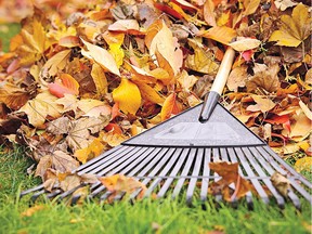 Small leaves will have disintegrated, leaving debris fine enough to scratch into the soil as you prepare it for springtime planting.