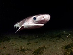 A bluntnose sixgill shark is shown off Puget Sound, Washington state, in this undated handout photo. Simon Fraser University biology professor Nick Dulvy says deepwater sharks are targeted for their liver oil, and the substance ends up in a number of consumer products.