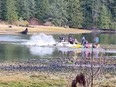 A beached orca thrashes its tail in a still from a video posted on Saturday.