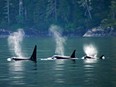 Southern resident killer whales live in the Pacific Ocean off the coasts of B.C., Washington, Oregon and California. There are only 75 left.