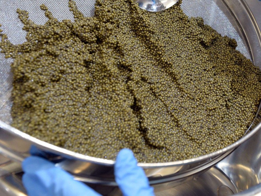 Jessica Scott-Reid: Canadian caviar is cruel and costly