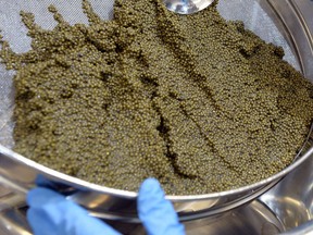 Canadian caviar is cruel and costly | The Province