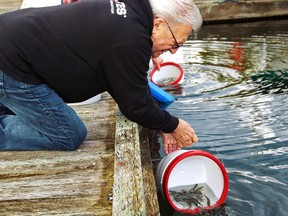 Volunteers at the Mossom Creek Hatchery in Port Moody release tagged coho smolts into the ocean. Photo: Paul Steeves.
