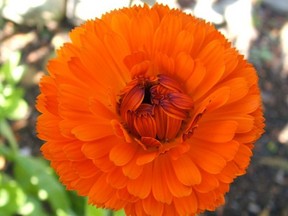 Calendulas are cheery flowers that both self-sow and act as perennials in some gardens.