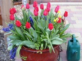 Making plans for potted bulbs post bloom