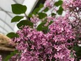 Proven Winners' Bloomerang Dark Purple Lilac will bring much valued fragrance to the garden in spring and late summer.