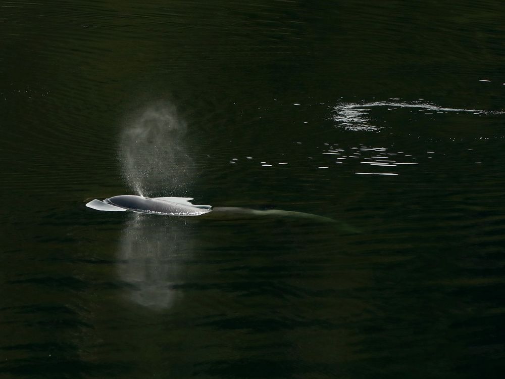 Orphaned B.C. orca may be eating fish, vet says, as rescuers plan new strategy