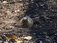 Morty the marmot has made a new home for himself on the corner of 1st St. East and St Georges Avenue. Photo: Leslie Robertson