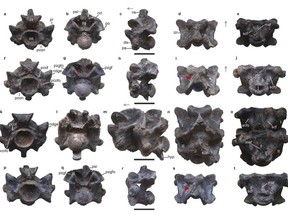 This image provided by researchers in April 2024 shows views of some of the vertebrae of Vasuki indicus, a newly discovered extinct snake from about 47 million years ago, estimated to reach nearly 50 feet (15 meters) long. The scale bar at the center of each row showing rotated views of an individual vertebra indicates 5 centimeters (almost 2 inches). (Sunil Bajpai, Debajit Datta, Poonam Verma via AP)