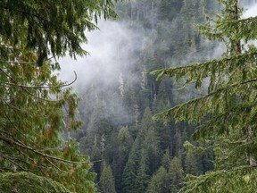 The clouds move among the old growth forest in the Fairy Creek logging area near Port Renfrew, B.C. Tuesday, Oct. 5, 2021. The Green Party is decrying a 60-day sentence handed to its deputy leader today for her role in old growth logging protests on Vancouver Island.