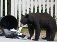 A Black bear rips garbage bags apart in the Burke Mountain neighbourhood of Coquitlam in 2023 — a year in which a record 603 black bears were killed by B.C. conservation officers.