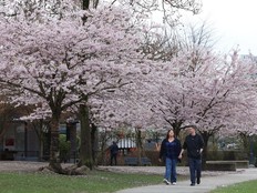 David Lam Park as Cherry blossoms and magnolia trees are blossoming, in Vancouver, B.C., on March 28, 2024.