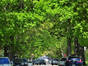 A file photo of a leafy Vancouver street. A Metro Vancouver report says the region's tree canopy could decrease from 31 per cent to 29 per cent over the next two to three decades as greenfield lands are developed and single detached housing is redeveloped.