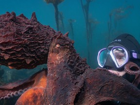 Vancouver Island cinematographer Maxwel Hohn, and local octopus whisperer Krystal Janice, were both a part of the National Geographic series - Secrets of the Octopus from Executive Producers James Cameron and narrated by Paul Rudd.