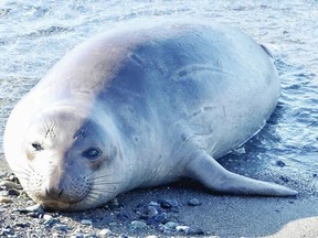 Emerson was seen sunning himself in McNeill Bay Tuesday morning before dipping back into the water.