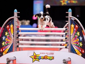 The SuperDogs will have daily shows in the Agrodome at 1, 3, 5:30 and 7 p.m. during the 2024 PNE Fair.