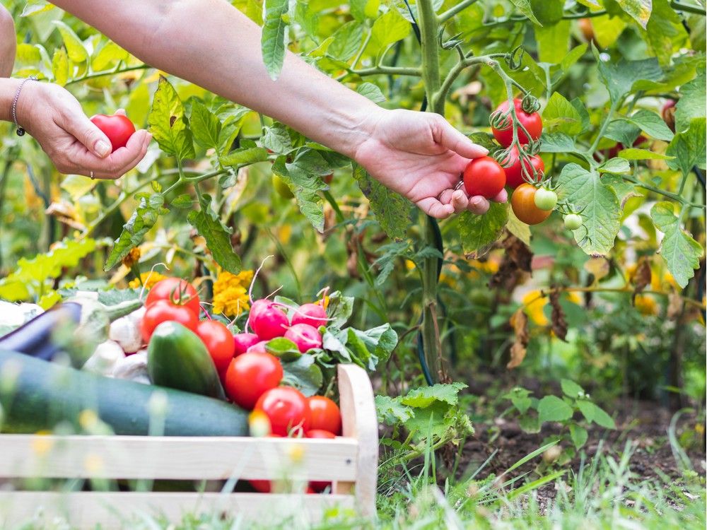 Dos and don'ts of companion planting for tomatoes