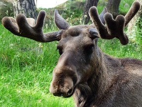 Critics say the province's latest hunting restrictions are disproportionate to the sustainability of the species and have been done without widespread approval.