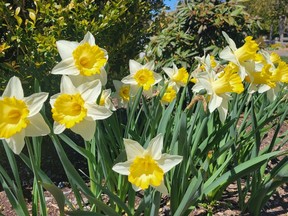 Taking the steps to protect your daffodil bulbs from pests helps to ensure healthy and beautiful blooms every spring.