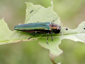 The emerald ash borer is a small wood-boring beetle native to eastern Asia. It has been discovered for the first time in B.C.