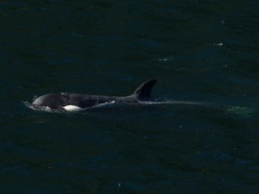 A two-year-old female orca calf is shown at the Little Espinosa Inlet near Zeballos, B.C., on Friday, April 19, 2024.