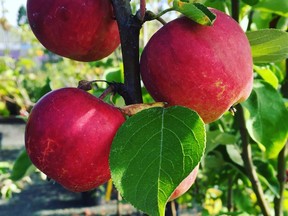 Helen Chesnut explains what to do if pests like the coddling moth or apple maggot are damaging your apple trees.