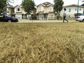 Vancouver, BC: JULY 23, 2015 -- Dry grass along Franklin Street in Vancouver, BC Thursday, July 23, 2015. No rainfall and dwindling water reservoirs have forced region-wide water use restrictions. The most visible result being dry lawns.