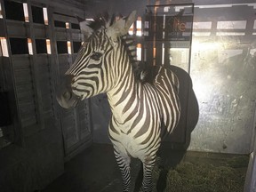 This photo provided by the Regional Animal Services of King County shows the zebra Shug in a trailer after it was captured Friday, May 3, 2024, in Riverbend, Wash., about 30 miles (48 kilometers) east of Seattle. The zebra was one of four that escaped as they were being transported from Washington to Montana last Sunday. (Regional Animal Services of King County via AP)