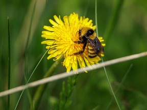 A bumblebee gathers pollen from a dandelion.