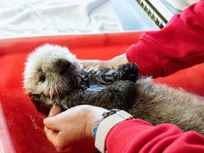 An orphaned sea otter pup has been rescued in B.C. and is receiving 24-hour care to "ensure her survival." A seal pup is handled by a staff member in Vancouver in a recent handout photo.