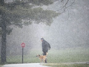A person walks their dog as hail comes down in Ottawa on Saturday, May 9, 2020. Environment Canada says storms tracking over British Columbia's south coast brought hail to the region today, with one witness reporting pellets the size of large peas blanketing his local streets.