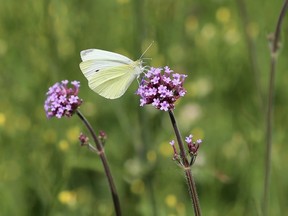 A cabbage white butterfly rests on a flower. Photo: Dr. Michelle Tseng/UBC